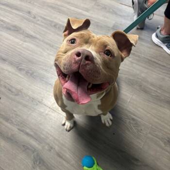 Rescue Pit Bull Terrier Dogs for Adoption in Greenville, Pennsylvania - Mickey | PetCurious