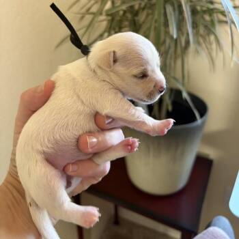 Rosemary -  Chihuahua Dog for Adoption in Sacramento, California - Rosemary | PetCurious