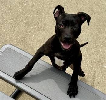Pit Bull Terrier Dogs Available for Adoption in Aurora, Illinois - KANGO | PetCurious