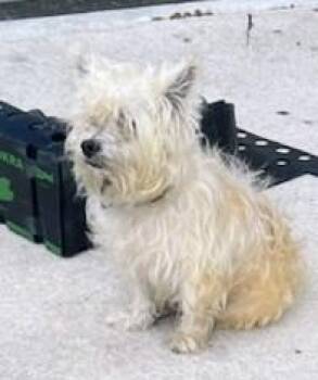 West Highland White Terrier Westie Dogs Available for Adoption in Fort Lauderdale, Florida - EVEREST | PetCurious