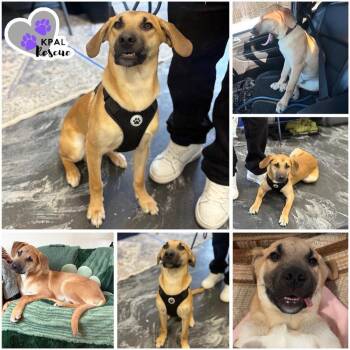 Labrador Retriever and Australian Shepherd Dogs Available for Adoption - Vinny | PetCurious