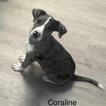 Australian Shepherd and Catahoula Leopard Dog Dogs Available for Adoption - Coraline | PetCurious