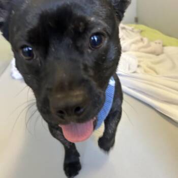 Jason -  Mixed Breed Dog for Adoption in Palm Springs, California - Jason | PetCurious