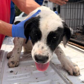 Piper -  Australian Cattle Dog Blue Heeler and Mixed Breed Dog for Adoption in Marshall, Texas - Piper | PetCurious
