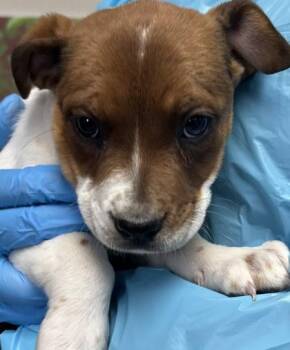 American Staffordshire Terrier and Mixed Breed Dogs Available for Adoption - Twinkle | PetCurious