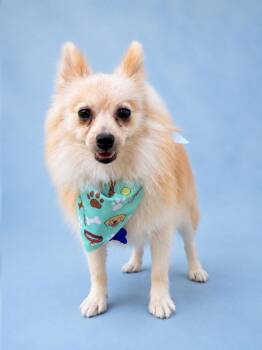 Rabbit -  Pomeranian Dog for Adoption in Palo Alto, California - Rabbit | PetCurious