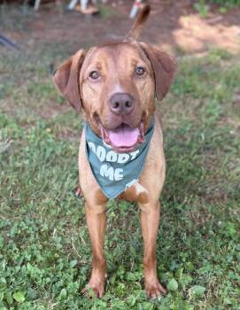Frisco -  Hound Dog for Adoption in Hazlet, New Jersey - Frisco | PetCurious