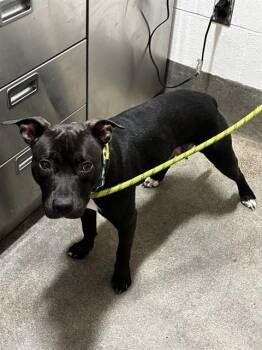 DORA -  Pit Bull Terrier and Mixed Breed Dog for Adoption - DORA | PetCurious