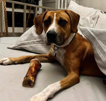 Rescue Hound Dogs for Adoption in Brookshire, Texas - Archer | PetCurious