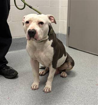 GOLEM -  Pit Bull Terrier Dog for Adoption in Indianapolis, Indiana - GOLEM | PetCurious