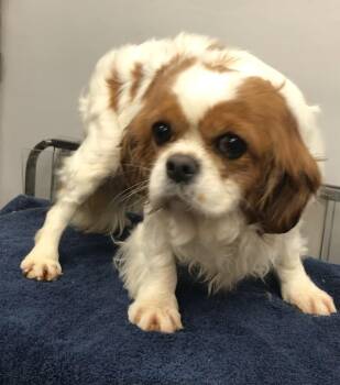 Rescue Cavalier King Charles Spaniel Dogs for Adoption in Lincolnwood, Illinois - Pearl | PetCurious