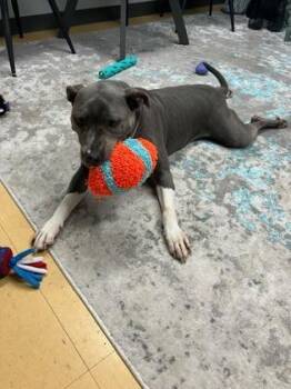 Nova -  Mixed Breed Dog for Adoption in Cincinnati, Ohio - Nova | PetCurious