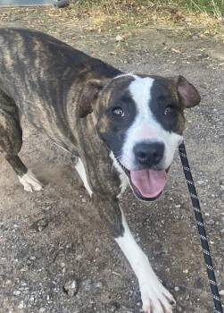 Rescue Pit Bull Terrier Dogs for Adoption in Oklahoma City, Oklahoma - Bubbles | PetCurious