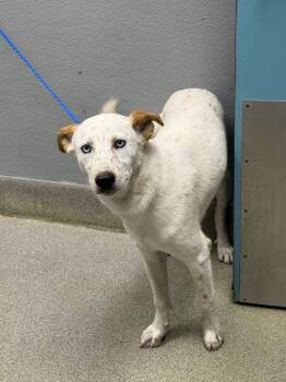 Australian Cattle Dog Blue Heeler Dogs Available for Adoption in Las Vegas, Nevada - HANDSOME | PetCurious
