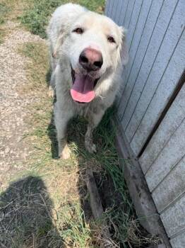 Clark (CP) -  Great Pyrenees Dog for Adoption in Dallas, Texas - Clark (CP) | PetCurious