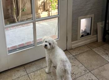 Dakota -  Poodle Dog for Adoption in Upland, California - Dakota | PetCurious