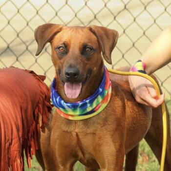 Loretta -  Labrador Retriever Dog for Adoption in Columbia, South Carolina - Loretta | PetCurious
