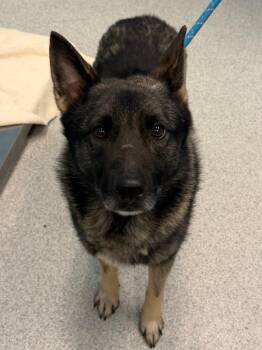 Warlock -  Norwegian Elkhound and Mixed Breed Dog for Adoption in Frankfort, Kentucky - Warlock | PetCurious
