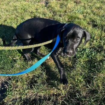 Pit Bull Terrier Dogs Available for Adoption - Jacob | PetCurious