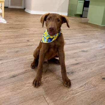 Briggs Bubba Sweet Boy Energy -  Labrador Retriever and Australian Shepherd Dog for Adoption in Friendswood, Texas - Briggs Bubba Sweet Boy Energy | PetCurious