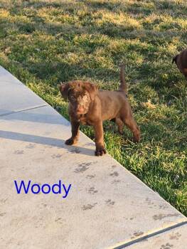 Labrador Retriever Dogs Available for Adoption - Woody | PetCurious