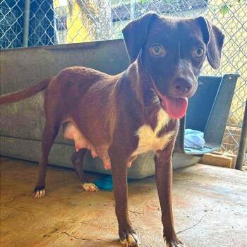 Keyra -  Labrador Retriever and Mixed Breed Dog for Adoption in Falls Church, Virginia - Keyra | PetCurious