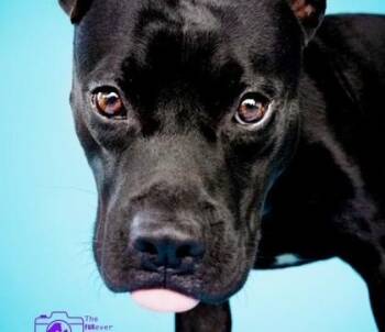 Rescue Mixed Breed Dogs for Adoption in Fernandina Beach, Florida - PHANTOM | PetCurious