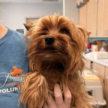 Oscar -  Yorkshire Terrier Dog for Adoption in Marshall, Texas - Oscar | PetCurious