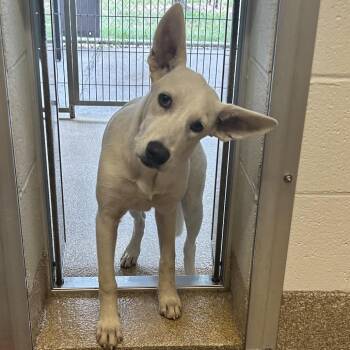 Tilt -  Labrador Retriever and Mixed Breed Dog for Adoption in League City, Texas - Tilt | PetCurious