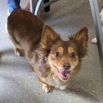 Chihuahua and Cardigan Welsh Corgi Dogs Available for Adoption - Hazel | PetCurious