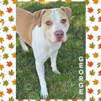 Rescue Pit Bull Terrier Dogs for Adoption in Mokena, Illinois - George | PetCurious