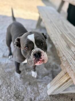 Bella (Bully) -  American Bulldog Dog for Adoption in Muskegon, Michigan - Bella (Bully) | PetCurious