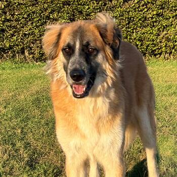 Oakley - So cool he needs shades -  Collie and Shepherd Dog for Adoption in Houston, Texas - Oakley - So Cool He Needs Shades | PetCurious