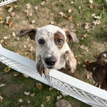 Annabelle -  Mixed Breed Dog for Adoption in Rockville, Maryland - Annabelle | PetCurious