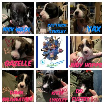 Rescue Redbone Coonhound and Pit Bull Terrier Dogs for Adoption in Port St. Lucie, Florida - Zootopia 2 Pups- Pre Adoption Only | PetCurious