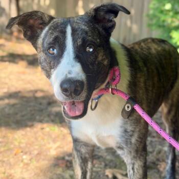 Andy -  Mixed Breed Dog for Adoption in Asheville, North Carolina - Andy | PetCurious