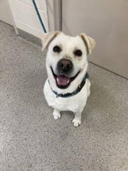 Labrador Retriever and Mixed Breed Dogs Available for Adoption - Pluto | PetCurious