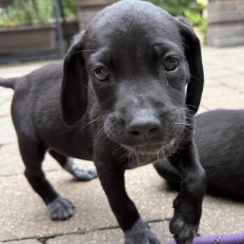 Mew -  German Shorthaired Pointer and Mixed Breed Dog for Adoption in Ferndale, Michigan - Mew | PetCurious