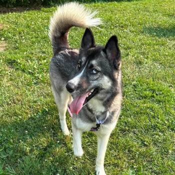 Hootie -  Siberian Husky Dog for Adoption in Syracuse, New York - Hootie | PetCurious