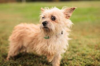 Rescue Wirehaired Terrier and Mixed Breed Dogs for Adoption in Gradyville, Kentucky - Cookie | PetCurious