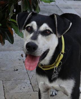 Bunny -  Shepherd Dog for Adoption in Fort Worth, Texas - Bunny | PetCurious