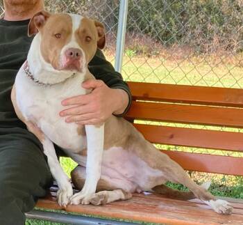 Winnie -  Pit Bull Terrier Dog for Adoption in Carmel Hamlet, New York - Winnie | PetCurious