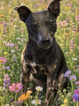 Xoloitzcuintli Mexican Hairless Dogs Available for Adoption in Warrenville, South Carolina - Cocoa | PetCurious