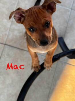 M&M Puppies -  Dachshund Dog for Adoption in Fort Walton Beach, Florida - M&M Puppies | PetCurious