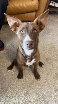 Rescue Labrador Retriever Dogs for Adoption in Denver, Colorado - Brownie | PetCurious