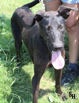 Rescue German Shepherd Dog and Mixed Breed Dogs for Adoption in Kemp, Texas - Dextar | PetCurious