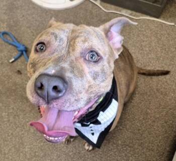 Tadpole -  Mixed Breed Dog for Adoption in Hamilton, Ohio - Tadpole | PetCurious