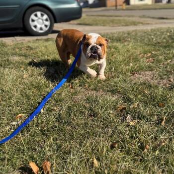 English Bulldog Dogs Available for Adoption - Spike | PetCurious