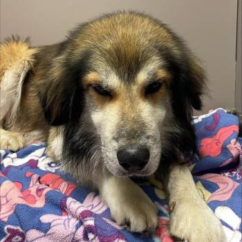 Collie Dogs Available for Adoption in Allen, Texas - Shaggie | PetCurious