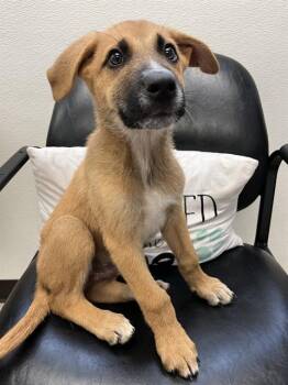 MICKEY -  German Shepherd Dog and Labrador Retriever Dog for Adoption in Killeen, Texas - MICKEY | PetCurious